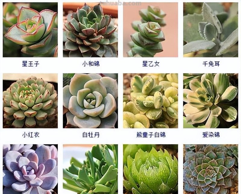145种常见多肉植物大全(带图片)，各位肉迷福音！来对比收藏一下