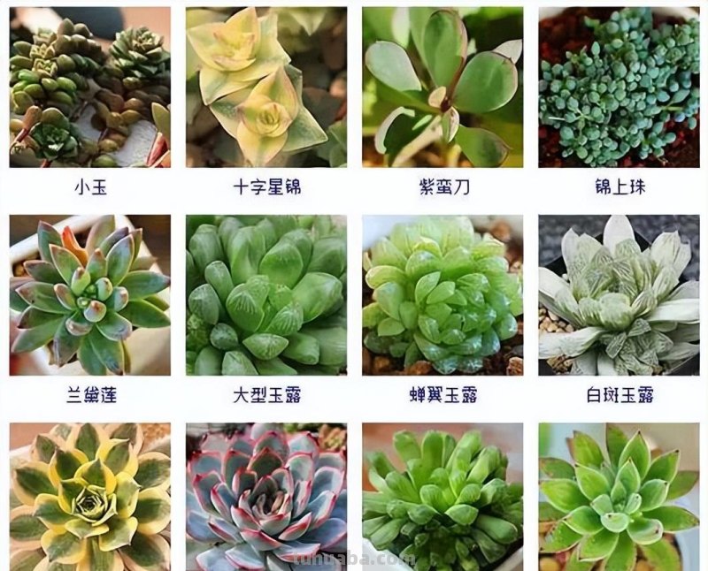 145种常见多肉植物大全(带图片)，各位肉迷福音！来对比收藏一下