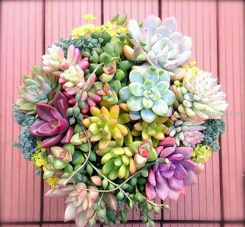 145种常见多肉植物大全(带图片)，各位肉迷福音！来对比收藏一下