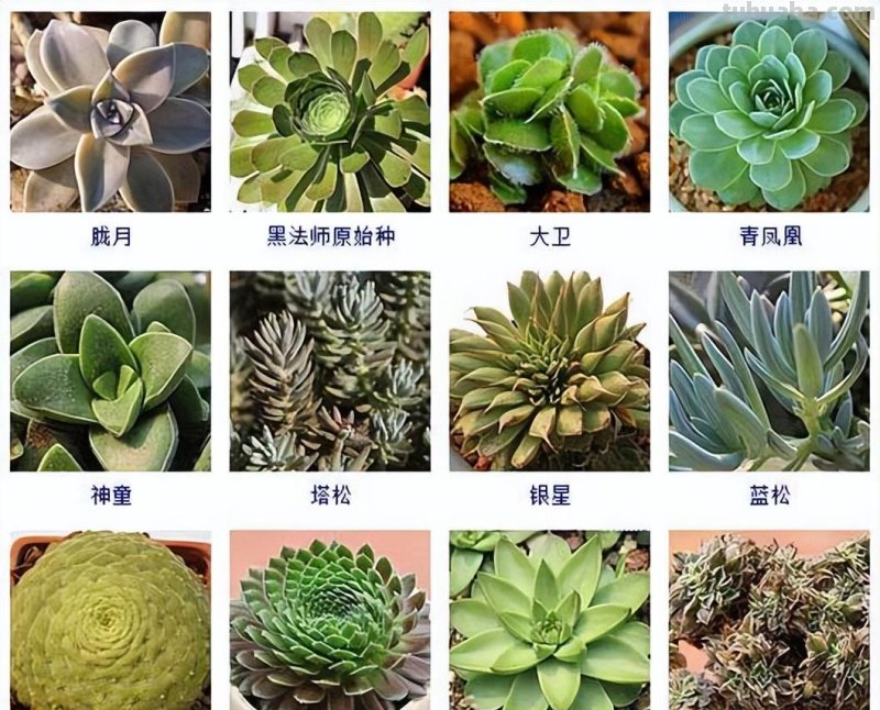 145种常见多肉植物大全(带图片)，各位肉迷福音！来对比收藏一下