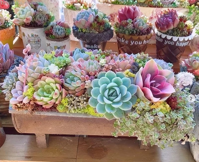 145种常见多肉植物大全(带图片)，各位肉迷福音！来对比收藏一下