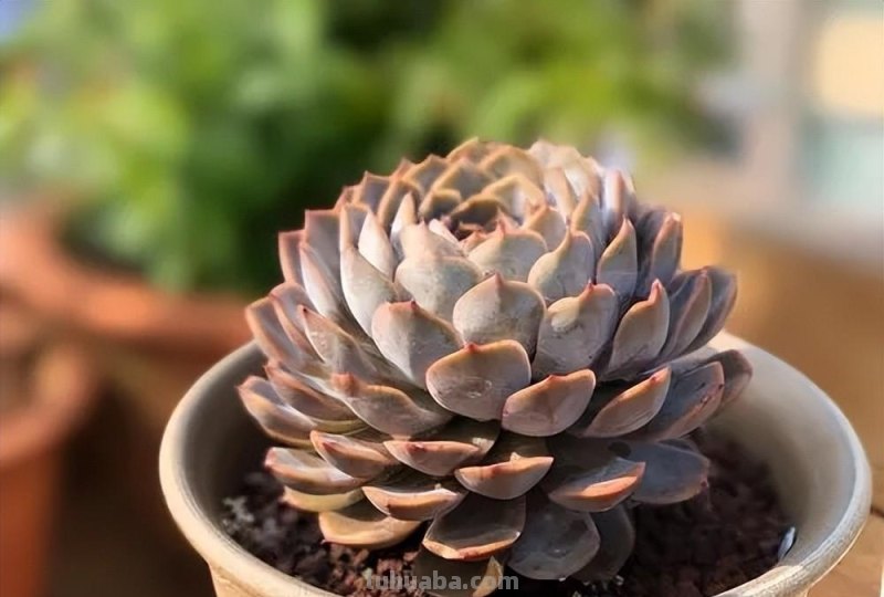 分享6种经典的莲座状多肉，皮实好养状态美，适合小白练练手