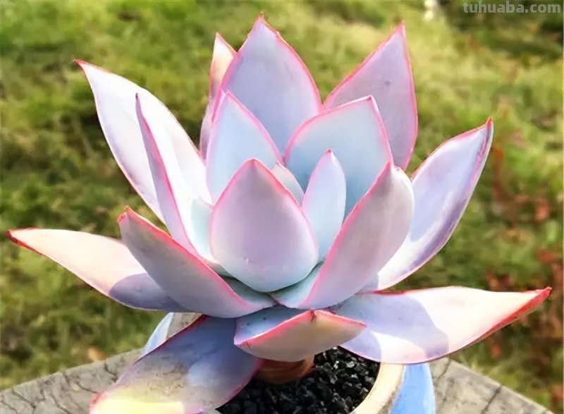 分享6种经典的莲座状多肉，皮实好养状态美，适合小白练练手