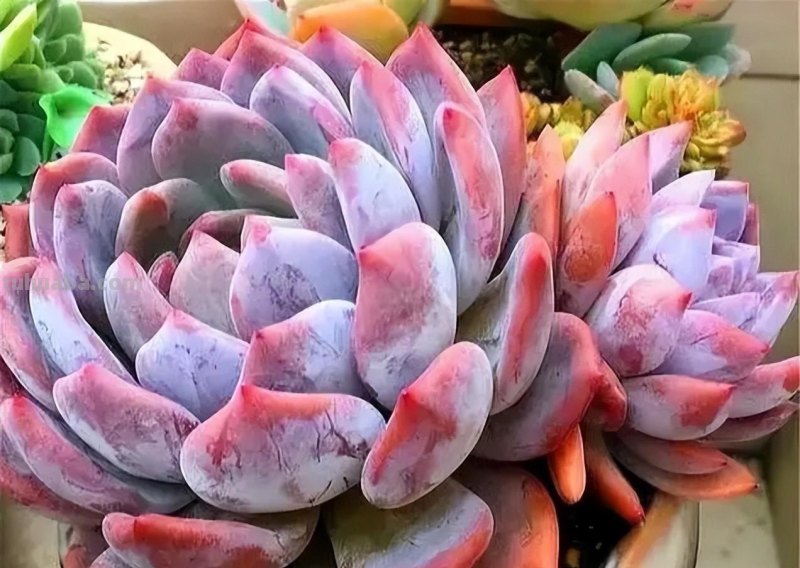 分享6种经典的莲座状多肉，皮实好养状态美，适合小白练练手