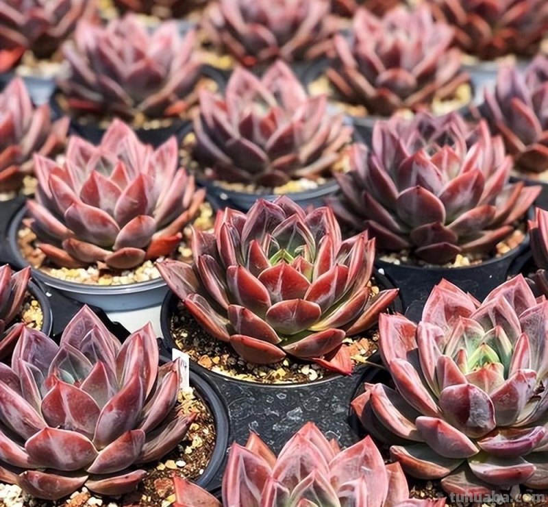 分享6种经典的莲座状多肉，皮实好养状态美，适合小白练练手