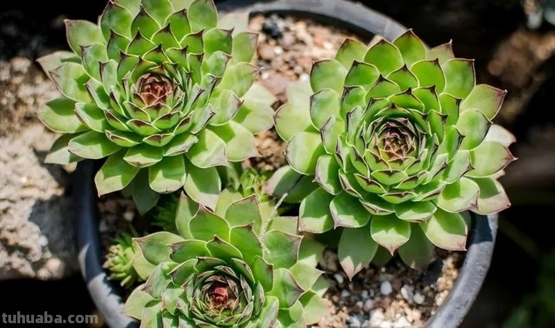 分享6种经典的莲座状多肉，皮实好养状态美，适合小白练练手