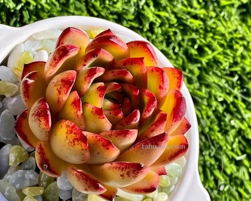 分享6种经典的莲座状多肉，皮实好养状态美，适合小白练练手