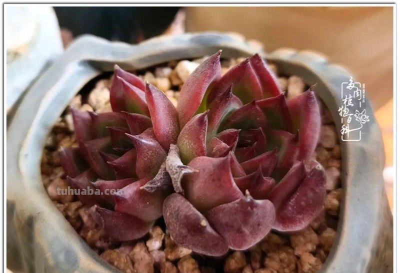 多肉，照进琐碎生活里的那道光！
