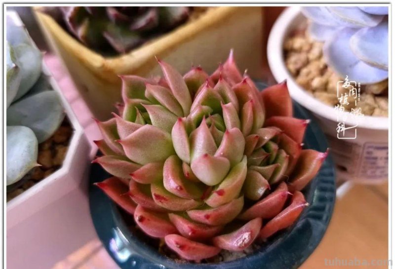 多肉，照进琐碎生活里的那道光！