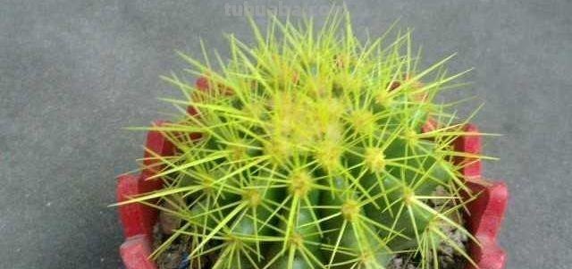 养仙人球，“掐准时间”来浇水，养一个活十年，金碧辉煌，高大上