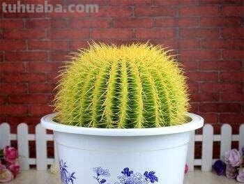 养仙人球，“掐准时间”来浇水，养一个活十年，金碧辉煌，高大上