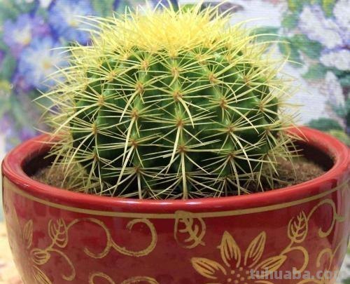养仙人球，“掐准时间”来浇水，养一个活十年，金碧辉煌，高大上