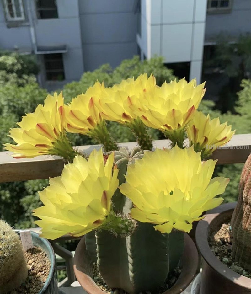 喜欢养仙人球，就选这一款，身上无刺，花期春至秋，颜值高又好养