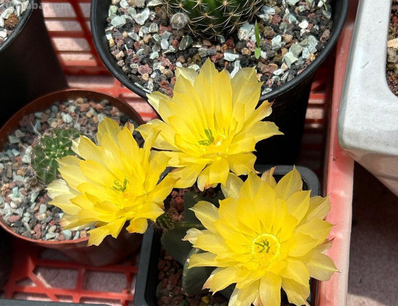 喜欢养仙人球，就选这一款，身上无刺，花期春至秋，颜值高又好养