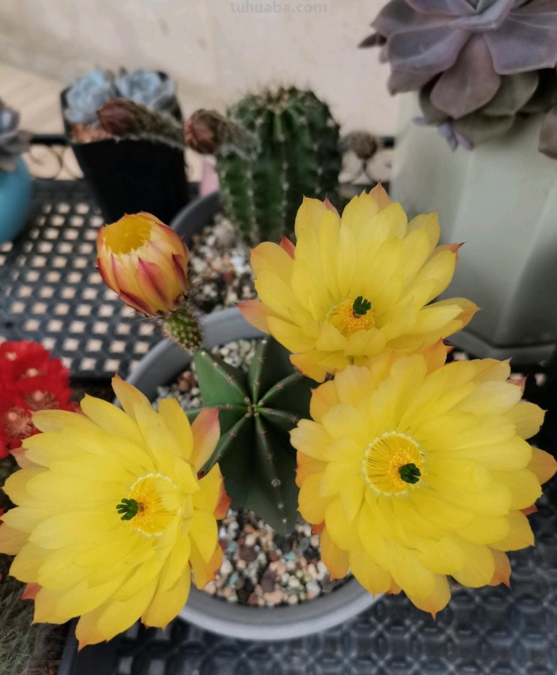 喜欢养仙人球，就选这一款，身上无刺，花期春至秋，颜值高又好养