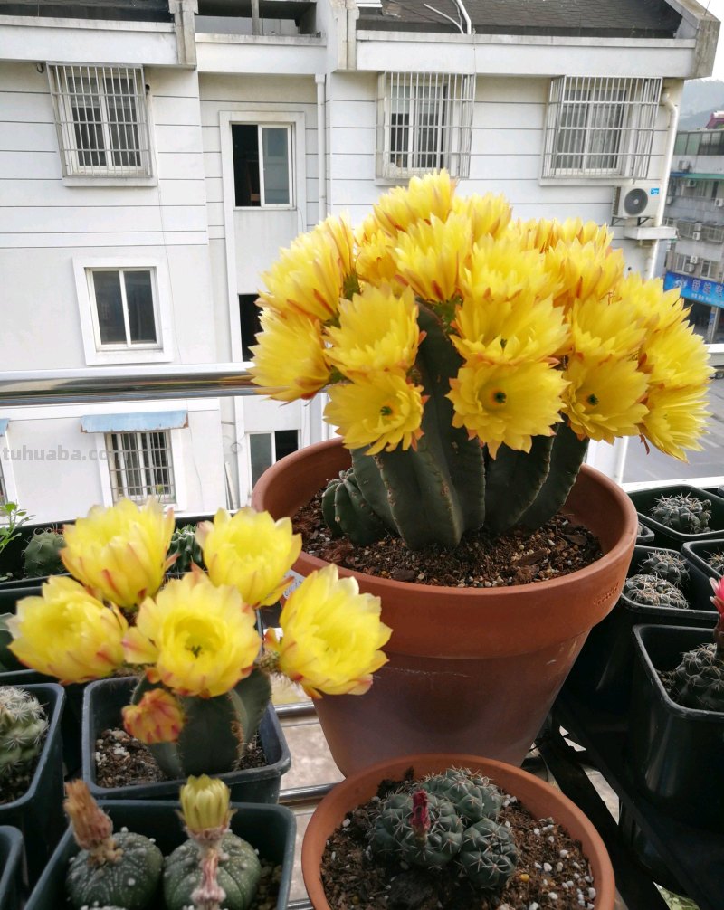喜欢养仙人球，就选这一款，身上无刺，花期春至秋，颜值高又好养
