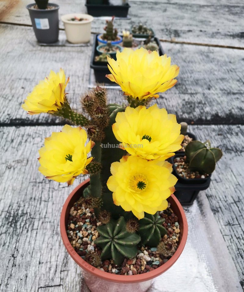 喜欢养仙人球，就选这一款，身上无刺，花期春至秋，颜值高又好养