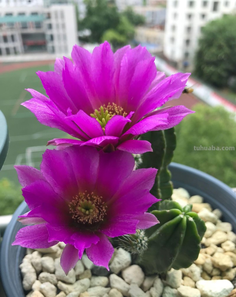 一款没有刺的仙人球，植株似连绵山川，开花更美，皮实且好养