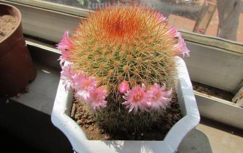 养仙人球，有“1点”别忽略，不烂根长得胖，长到脸盆大，还开花