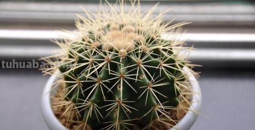 养仙人球，有“1点”别忽略，不烂根长得胖，长到脸盆大，还开花
