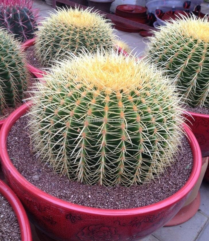 养仙人球，有“1点”别忽略，不烂根长得胖，长到脸盆大，还开花