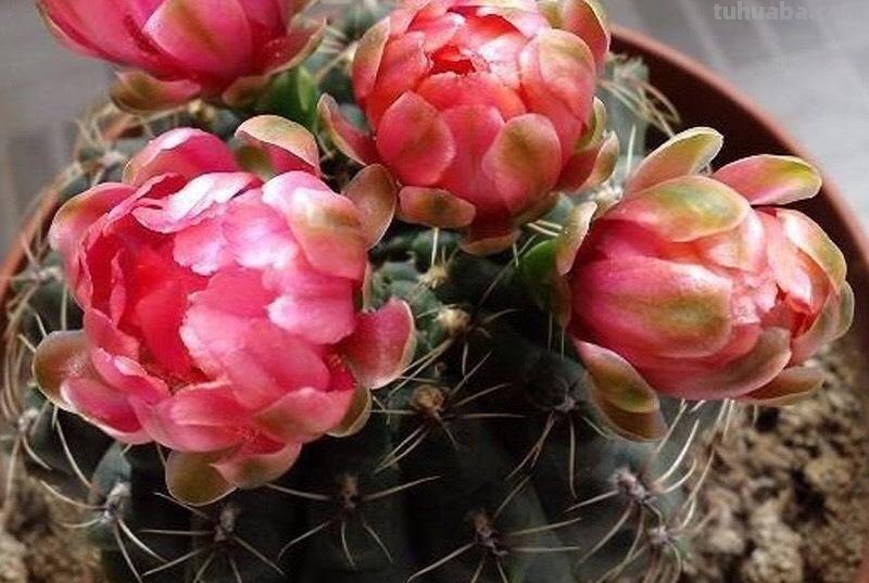 养仙人球，有“1点”别忽略，不烂根长得胖，长到脸盆大，还开花