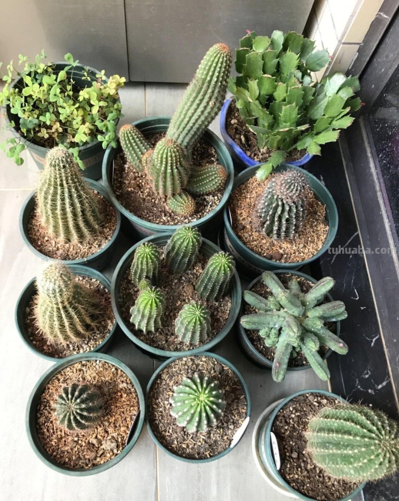 养“仙人球”，别对它太好，虐一虐，个个全爆花，惊艳到我了