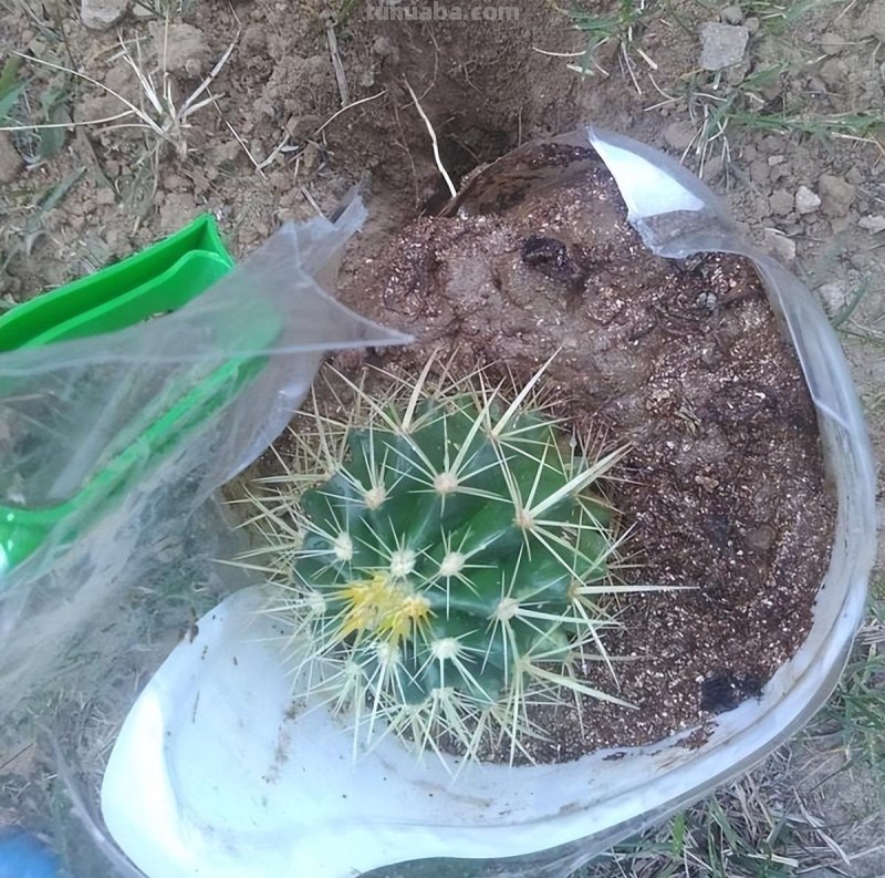 养“仙人球”，别对它太好，虐一虐，个个全爆花，惊艳到我了