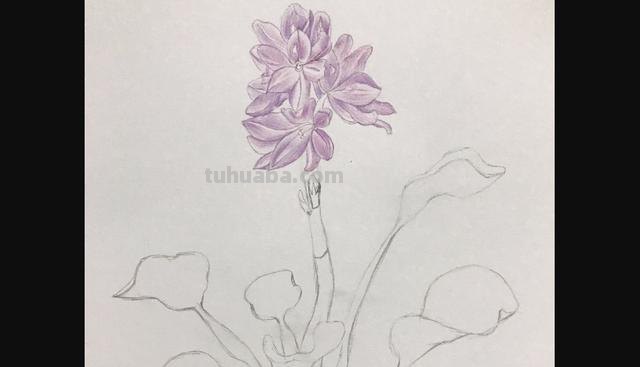 彩铅怎么画动漫玫瑰(彩铅怎么画动漫玫瑰花) 彩铅怎么画动漫玫瑰(彩铅怎么画动漫玫瑰花)