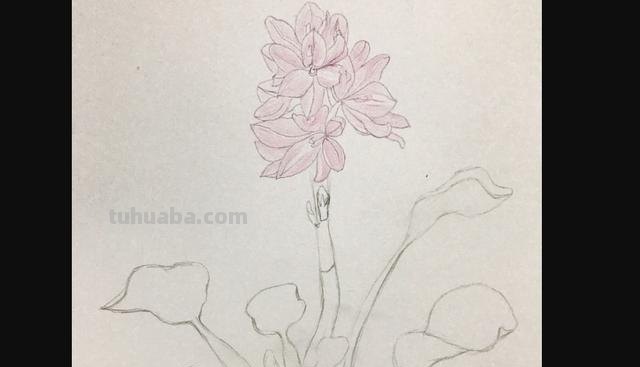 彩铅怎么画动漫玫瑰(彩铅怎么画动漫玫瑰花) 彩铅怎么画动漫玫瑰(彩铅怎么画动漫玫瑰花)