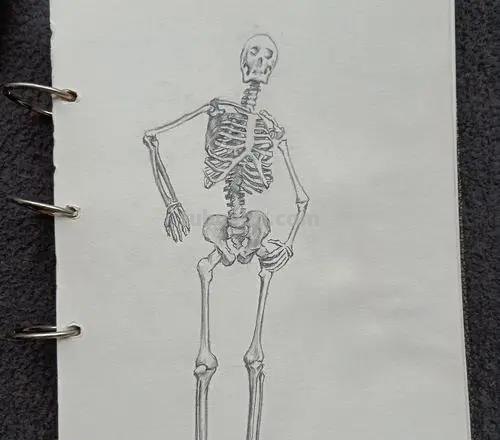 简笔画骨头怎么画(简笔画骨头怎么画好看) 简笔画骨头怎么画(简笔画骨头怎么画好看)