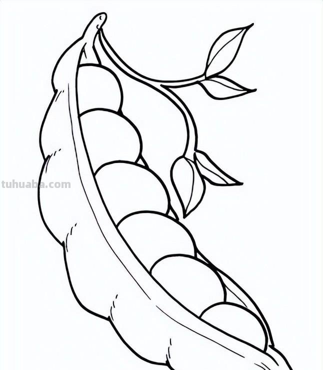 蔬菜的简笔画线稿，收藏备用