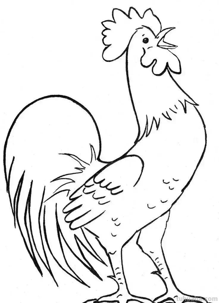 公鸡简笔画线稿资料图谱