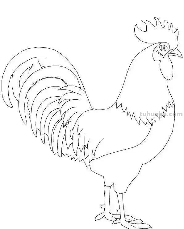 公鸡简笔画线稿资料图谱