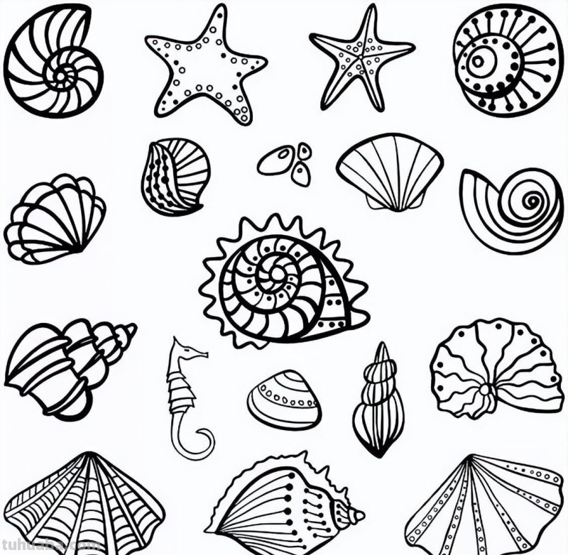 20种海洋生物的手绘线稿图谱