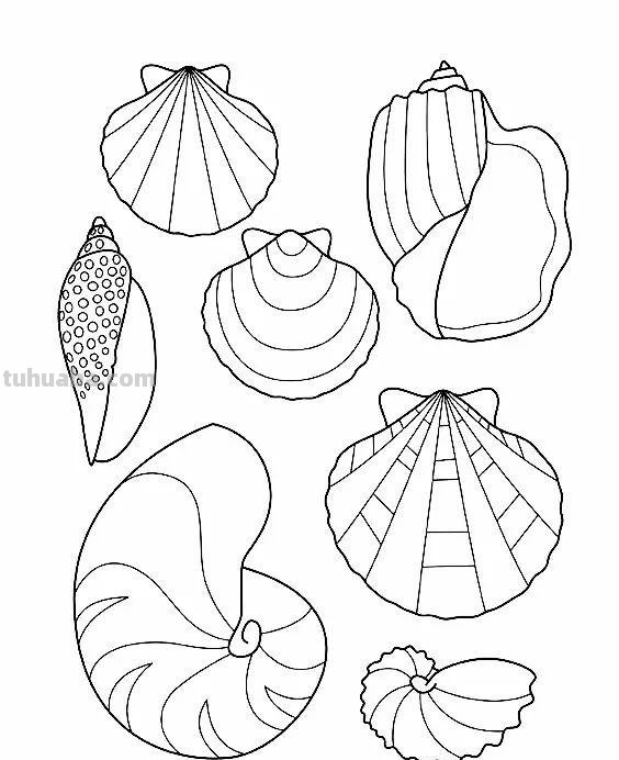 20种海洋生物的手绘线稿图谱