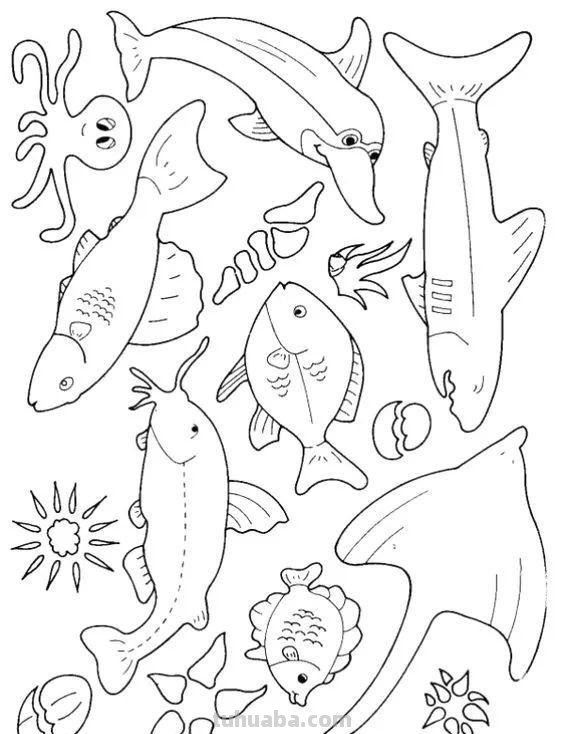 20种海洋生物的手绘线稿图谱