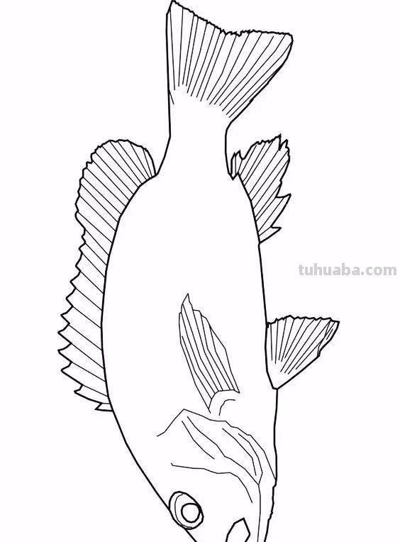 20种海洋生物的手绘线稿图谱