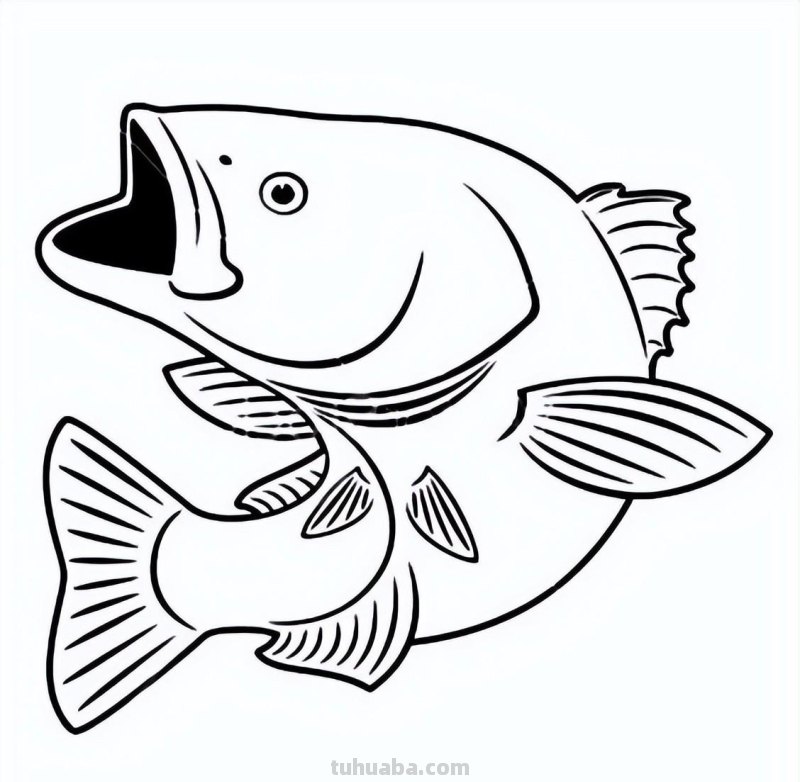 20种海洋生物的手绘线稿图谱