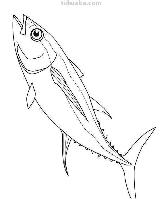 20种海洋生物的手绘线稿图谱