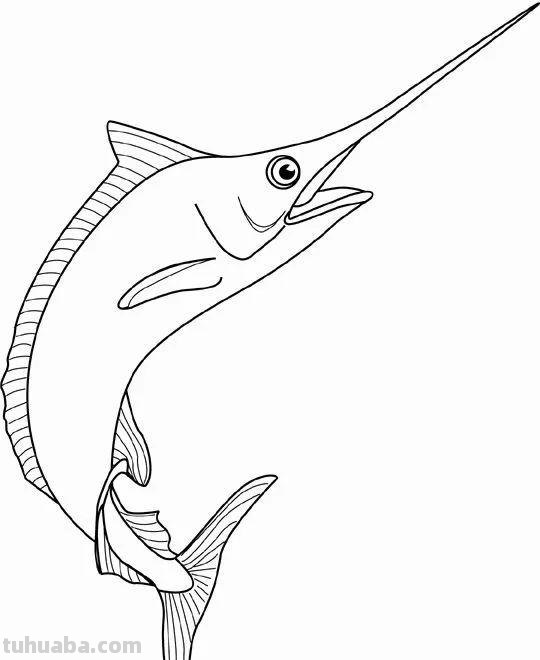 20种海洋生物的手绘线稿图谱