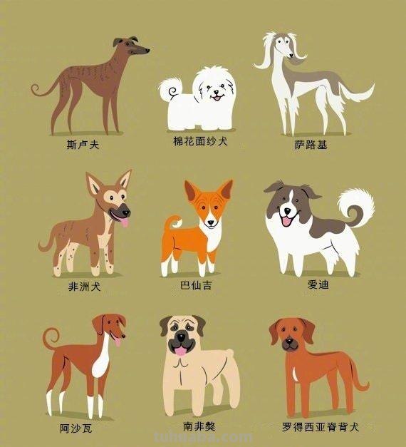 192只世界名犬简笔画图鉴-​​​​插画师：Lili Chin ​