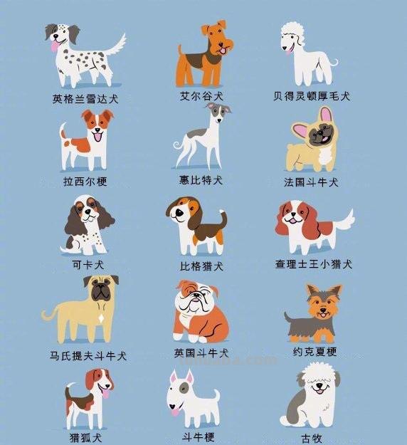 192只世界名犬简笔画图鉴-​​​​插画师：Lili Chin ​
