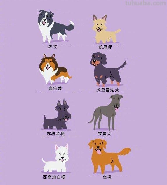192只世界名犬简笔画图鉴-​​​​插画师：Lili Chin ​