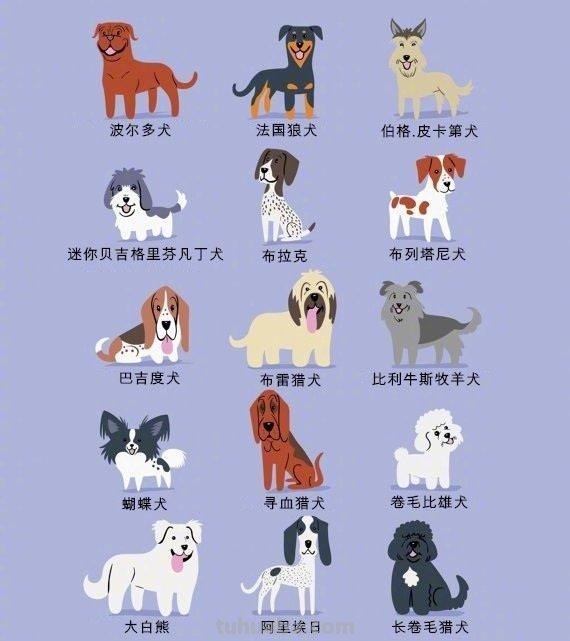 192只世界名犬简笔画图鉴-​​​​插画师：Lili Chin ​