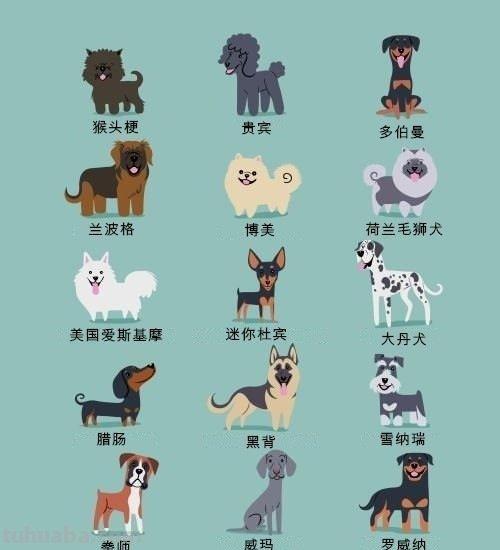 192只世界名犬简笔画图鉴-​​​​插画师：Lili Chin ​