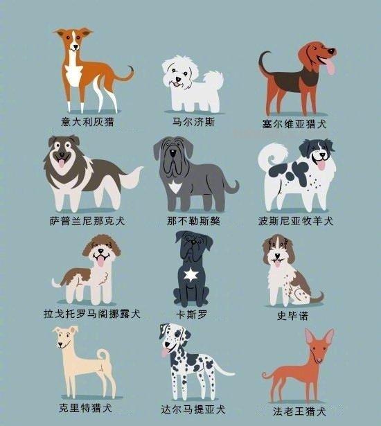 192只世界名犬简笔画图鉴-​​​​插画师：Lili Chin ​