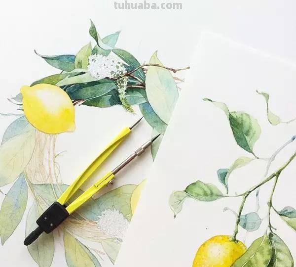 这些水彩插画，干净细腻，太美了