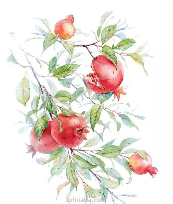 这些水彩插画，干净细腻，太美了