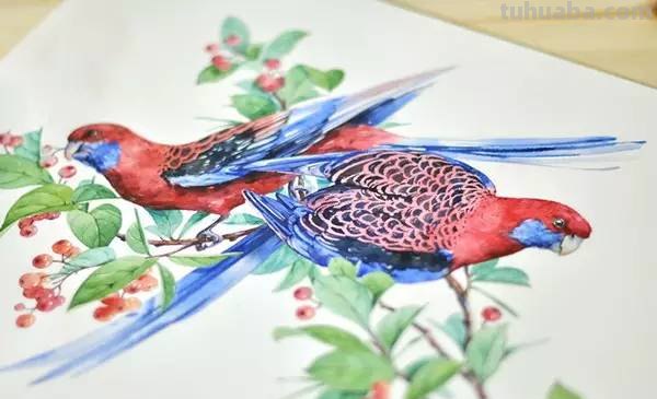 这些水彩插画，干净细腻，太美了